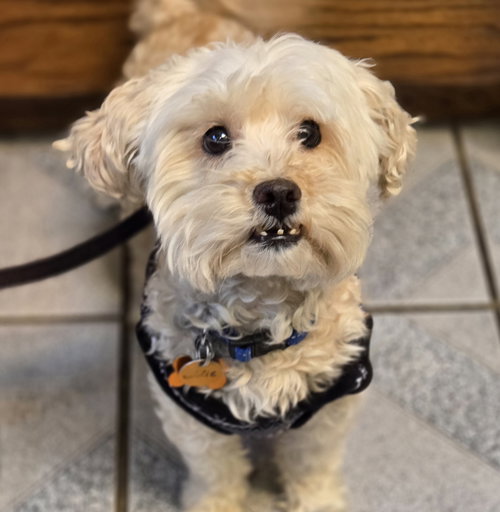 EDDIE - Maltese available for adoption