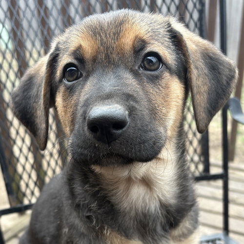 Wren, an adoptable Shepherd in Normal, IL