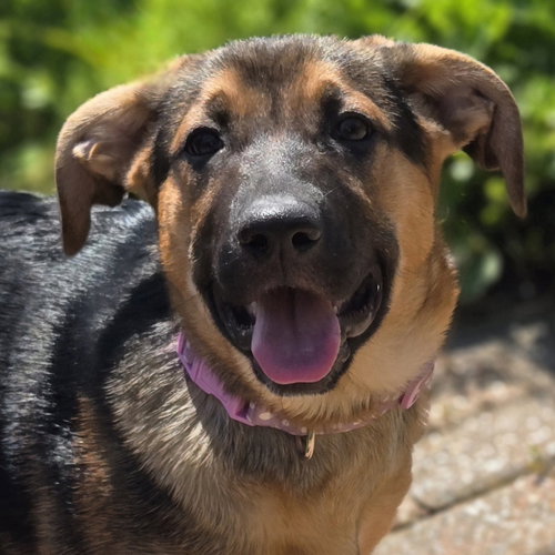 Wren, an adoptable Shepherd in Normal, IL