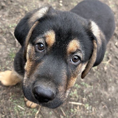 Briar, an adoptable Shepherd in Normal, IL