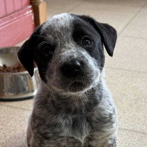 Tristin, an adoptable Australian Cattle Dog in Normal, IL