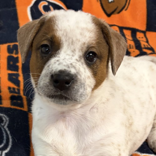 Dean, an adoptable Australian Cattle Dog in Normal, IL
