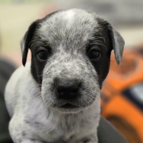 picture of the dog needing adoption