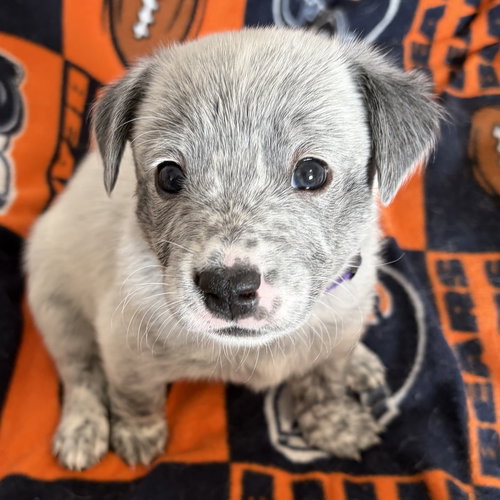 Logan, an adoptable Australian Cattle Dog in Normal, IL