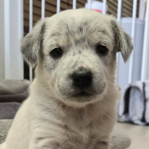 Lorelai, an adoptable Australian Cattle Dog in Normal, IL