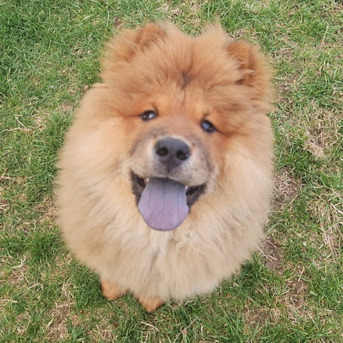 Tori, an adoptable Chow Chow in Normal, IL