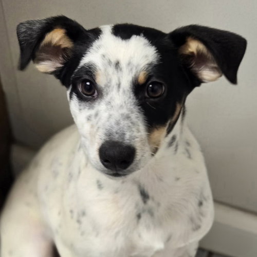 Mike, an adoptable Jack Russell Terrier in Normal, IL