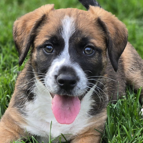 Cubbi, an adoptable Unknown breed in Normal, IL