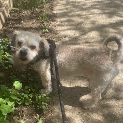 Benji, photo 7