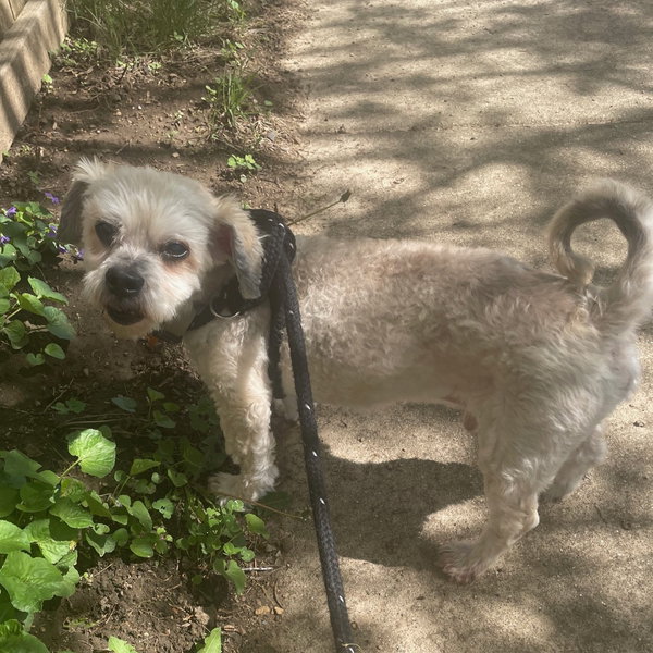Benji