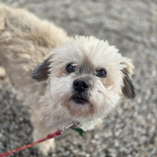 Benji, photo 2