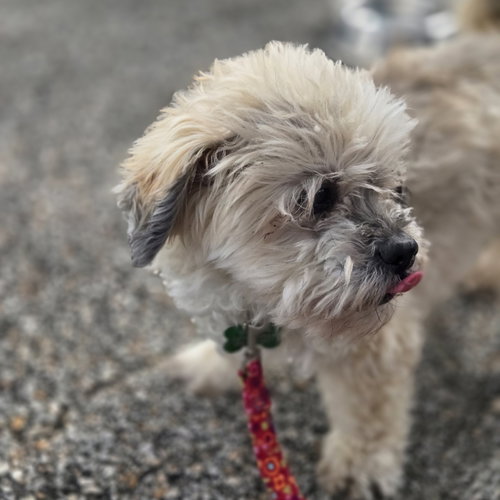Benji, photo 4