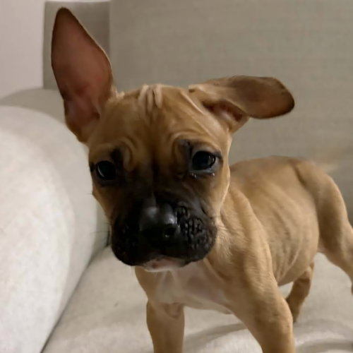 Chevy, an adoptable Unknown breed in Normal, IL