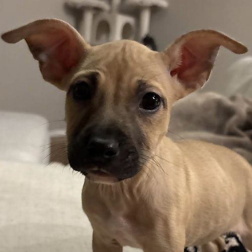 Mercedes, an adoptable Unknown breed in Normal, IL