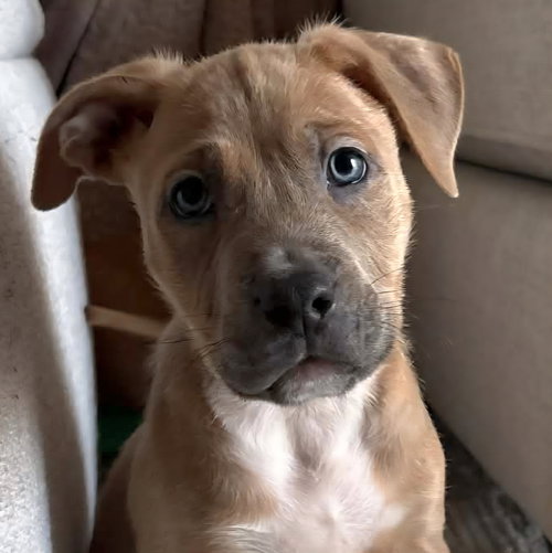 Mustang, an adoptable Unknown breed in Normal, IL