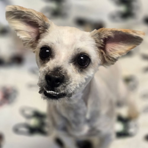 Midge, an adoptable Shih Tzu in Normal, IL