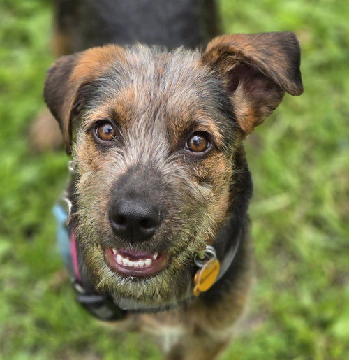 Remus, an adoptable Terrier in Normal, IL