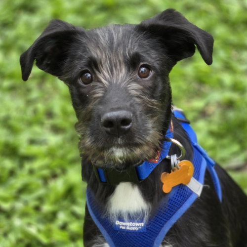 Sirius, an adoptable Terrier in Normal, IL