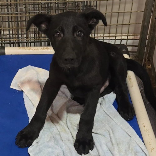 Super Mr. Superhero, an adoptable Labrador Retriever in Normal, IL