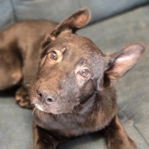 Super Mr. Superhero, an adoptable Labrador Retriever in Normal, IL