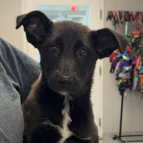 Foofa, an adoptable Labrador Retriever in Normal, IL