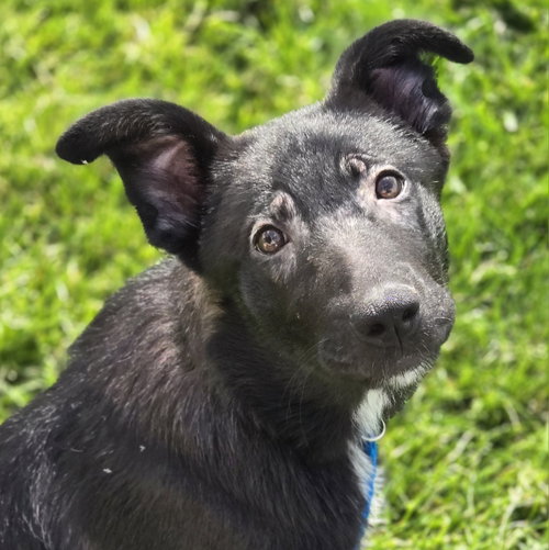 Foofa, an adoptable Labrador Retriever in Normal, IL
