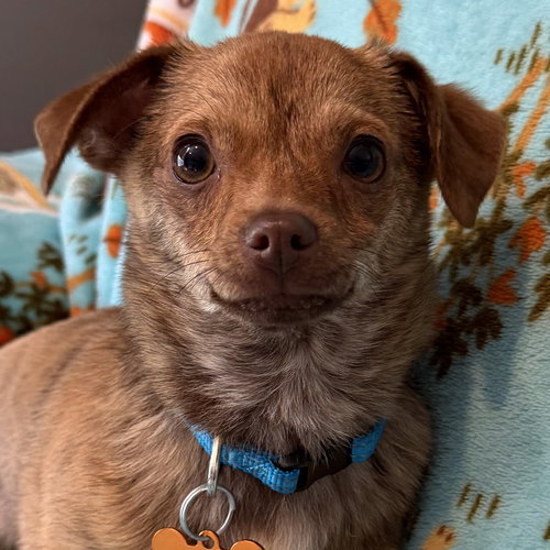 Chorizo, an adoptable Chihuahua in Normal, IL