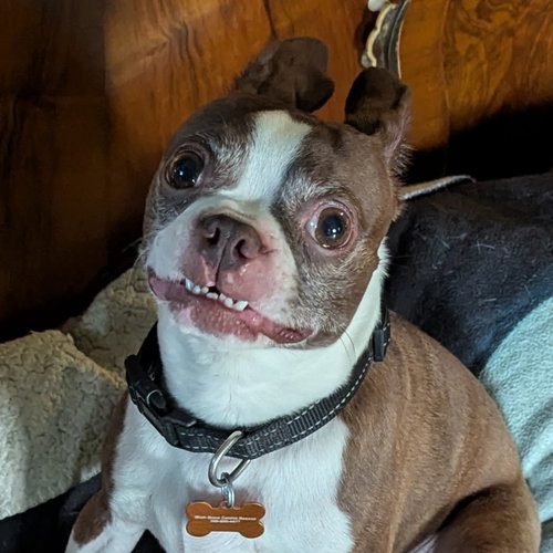 Bugs, an adoptable Boston Terrier in Normal, IL