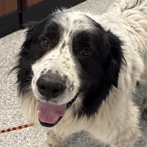 Luka, an adoptable Great Pyrenees in Normal, IL