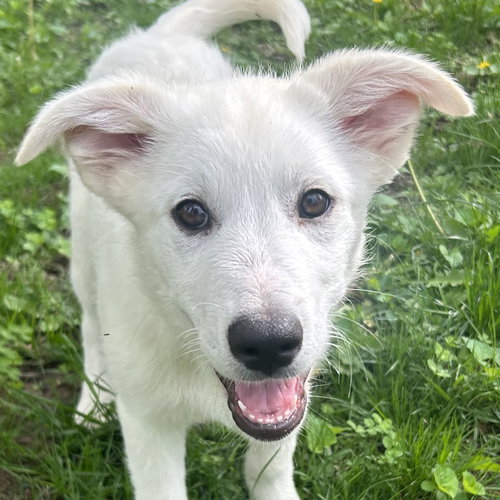 Maple, an adoptable Great Pyrenees in Normal, IL