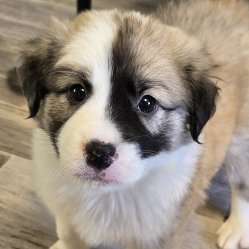 Rocket, an adoptable Australian Shepherd in Normal, IL