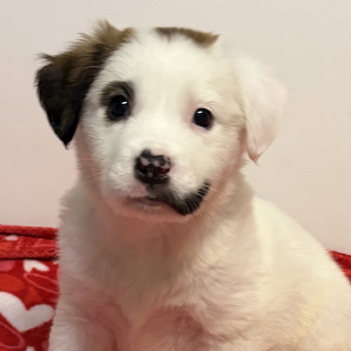 Glory, an adoptable Australian Shepherd in Normal, IL