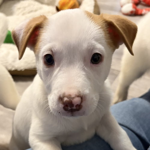 Stars, an adoptable Australian Shepherd in Normal, IL