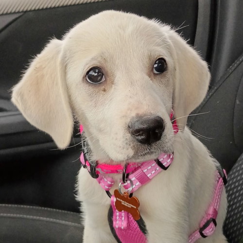 Lilith, an adoptable Labrador Retriever in Normal, IL