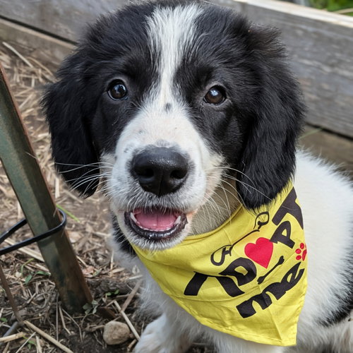 Loki, an adoptable Great Pyrenees in Normal, IL