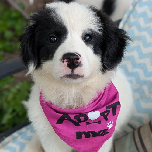 Juno, an adoptable Great Pyrenees in Normal, IL