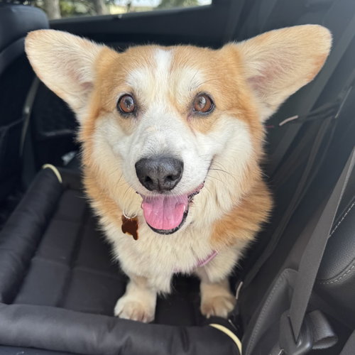 Darby, an adoptable Corgi in Normal, IL