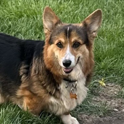 Chauncey, an adoptable Corgi in Normal, IL