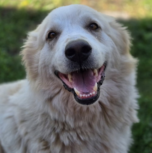The Big Cheese, an adoptable Great Pyrenees in Normal, IL