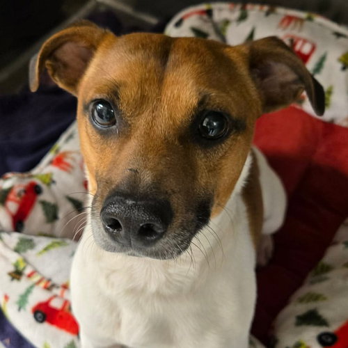 Cricket, an adoptable Jack Russell Terrier in Normal, IL