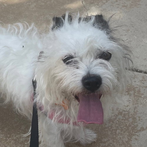 Sprocket, an adoptable Terrier in Normal, IL