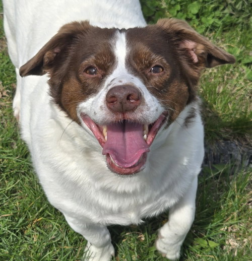 Mopsy, an adoptable Rat Terrier in Normal, IL