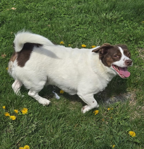 Mopsy, photo 6