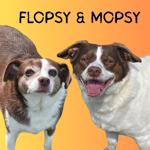 Mopsy, photo 3