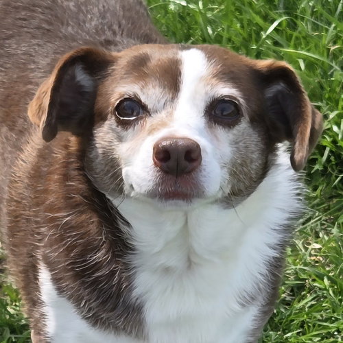 Flopsy, an adoptable Rat Terrier in Normal, IL