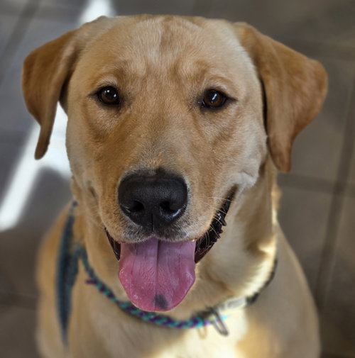 Axel