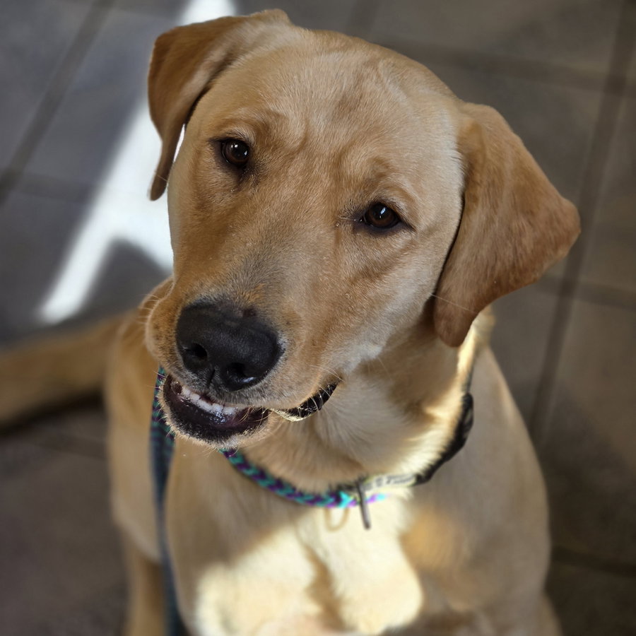 Axel