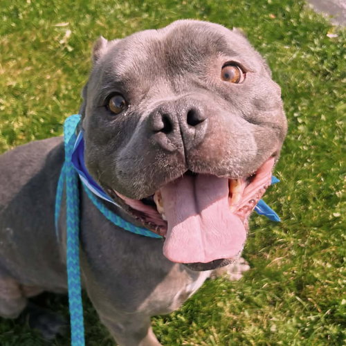 Blue, an adoptable Unknown breed in Normal, IL
