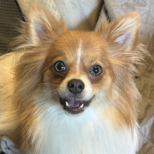 Lemon, an adoptable Pomeranian in Normal, IL