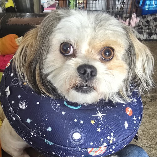 Gremlin, an adoptable Maltese in Normal, IL